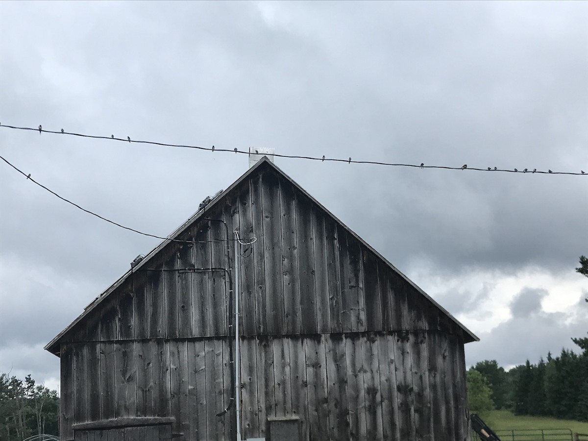 ツバメ - ML621208709