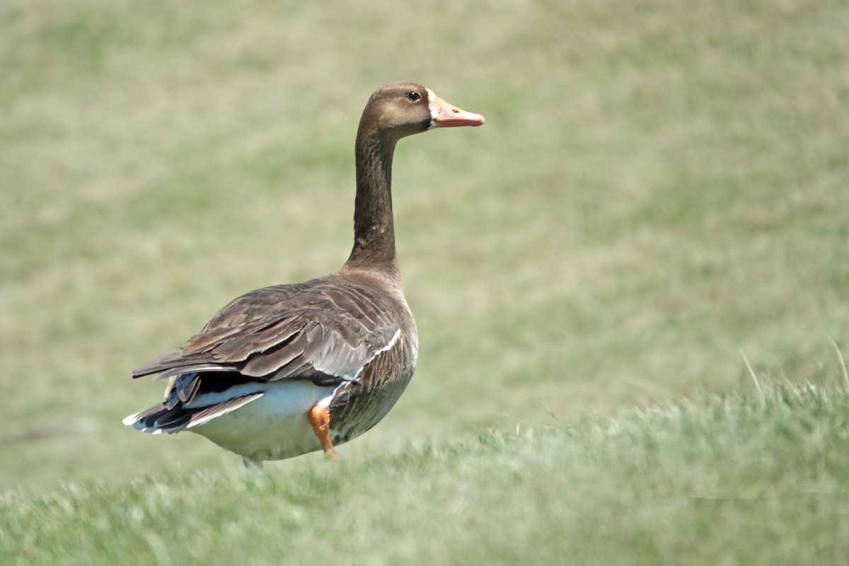 Greater White-fronted Goose - ML621208711