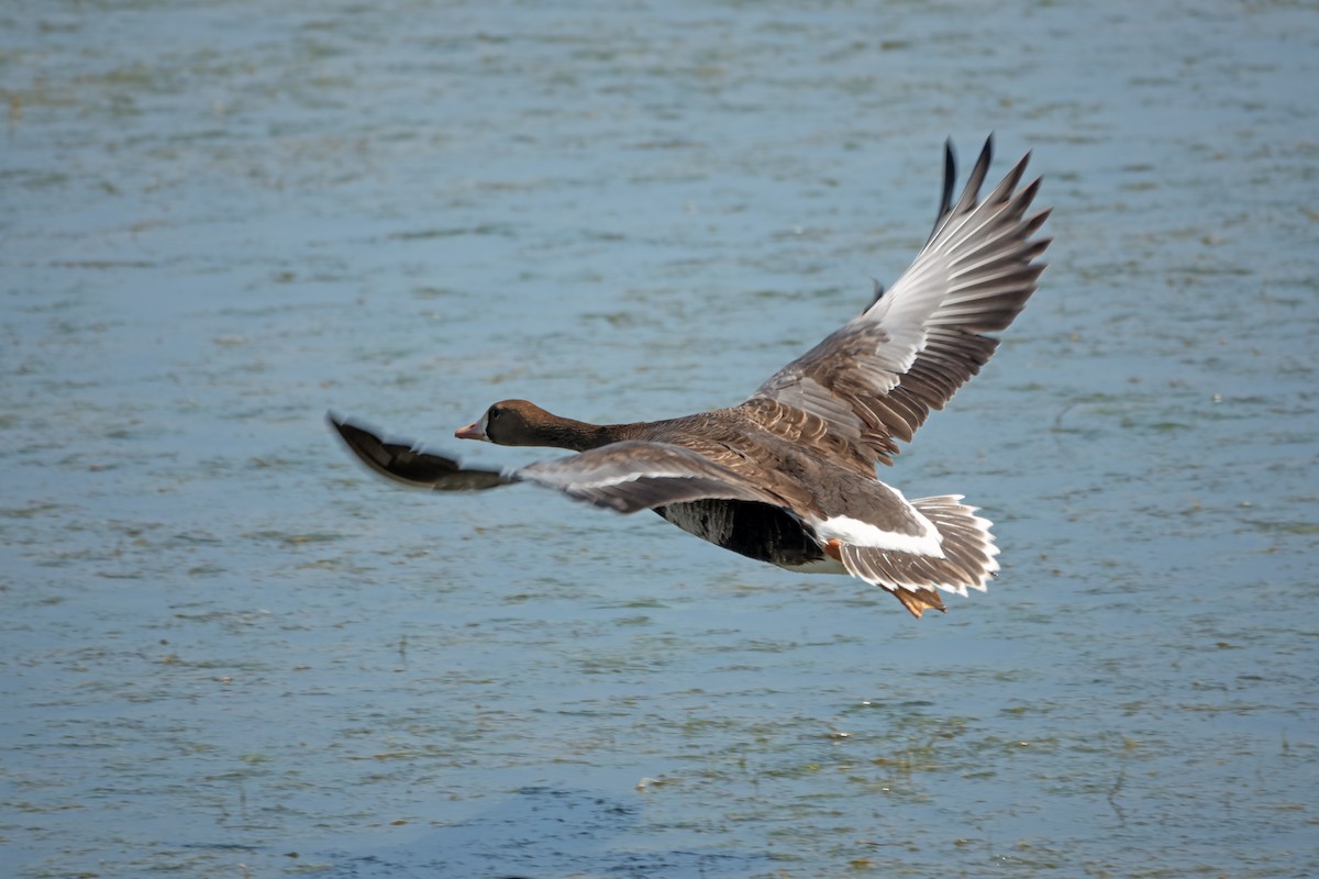 Greater White-fronted Goose - ML621208712