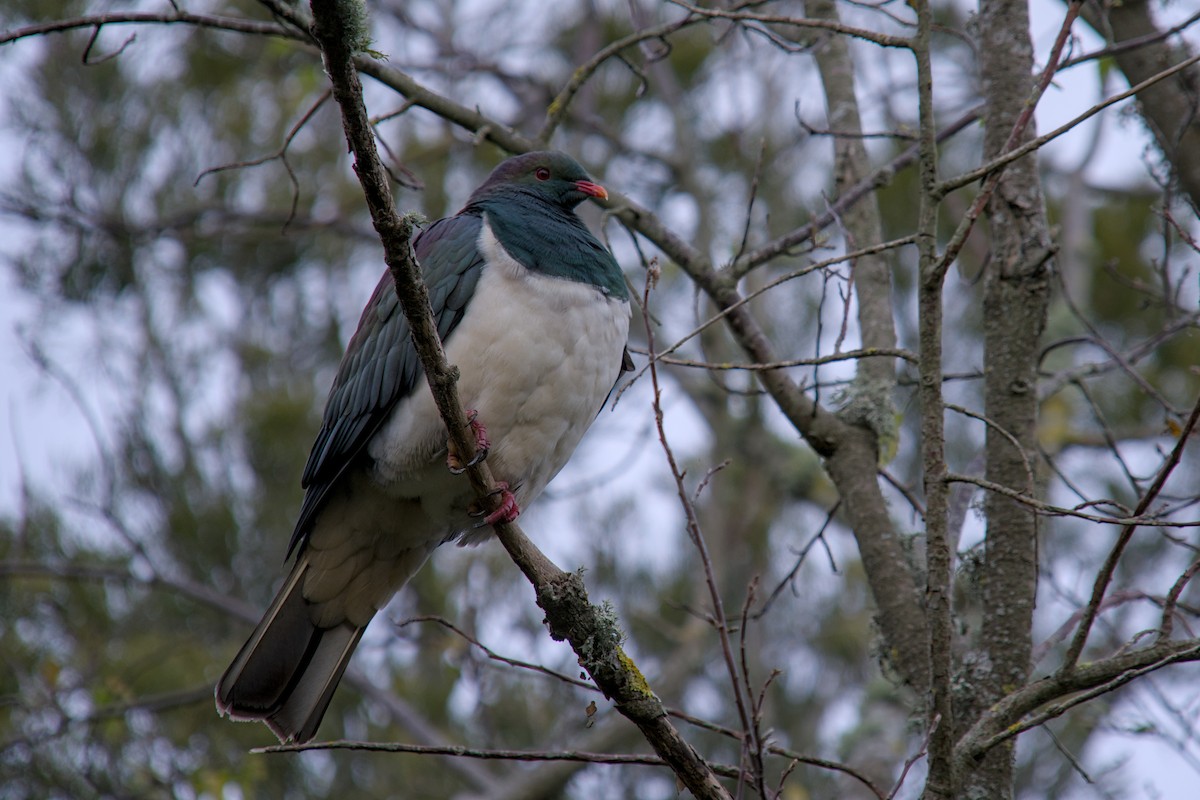New Zealand Pigeon - ML621208713