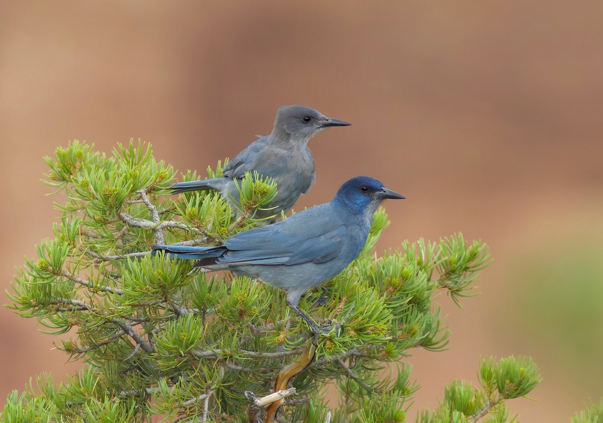 Pinyon Jay - ML621208750