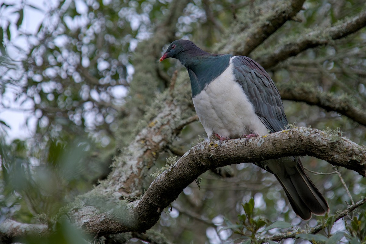 New Zealand Pigeon - ML621208754