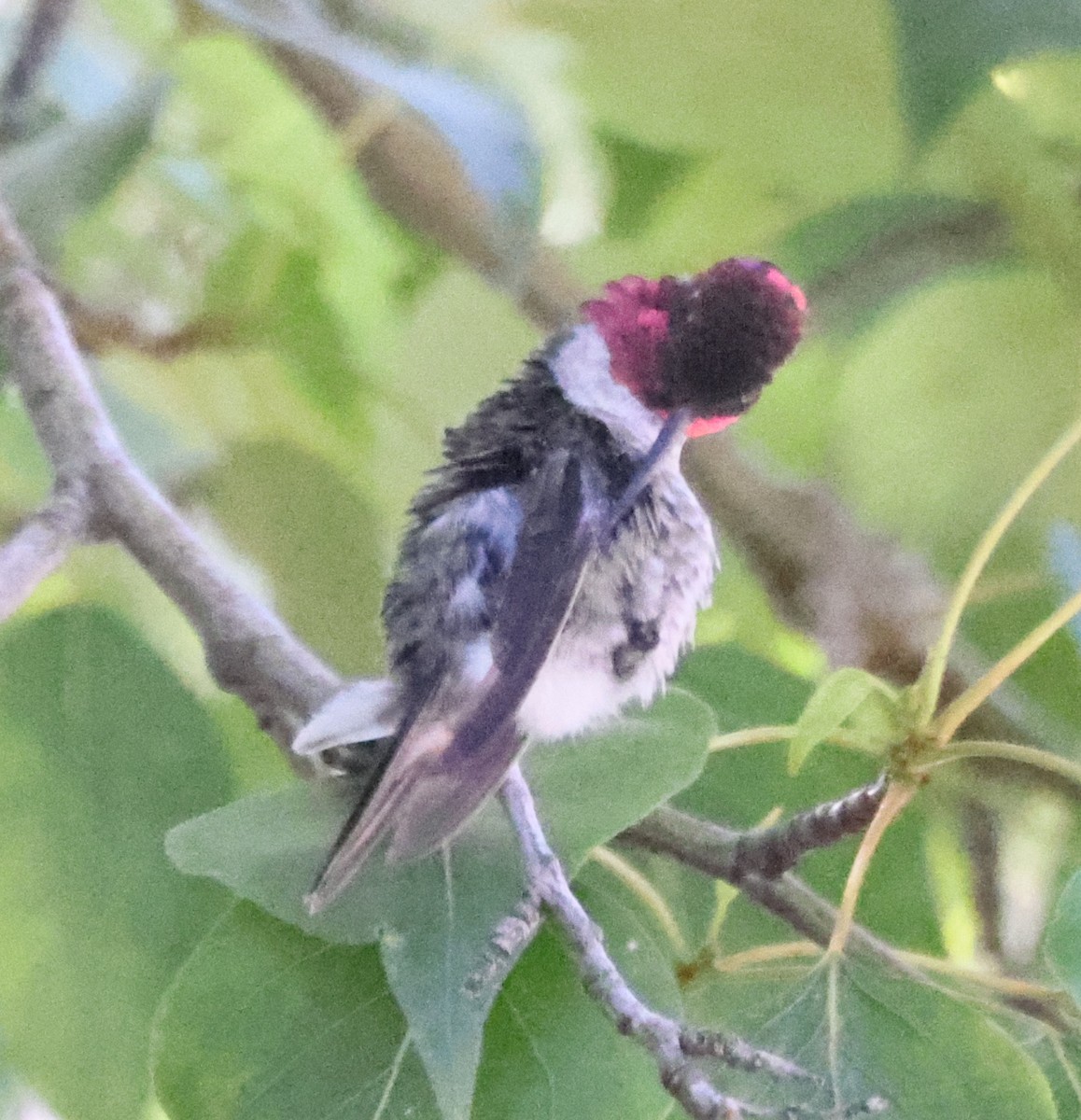 Black-chinned Hummingbird - ML621208756