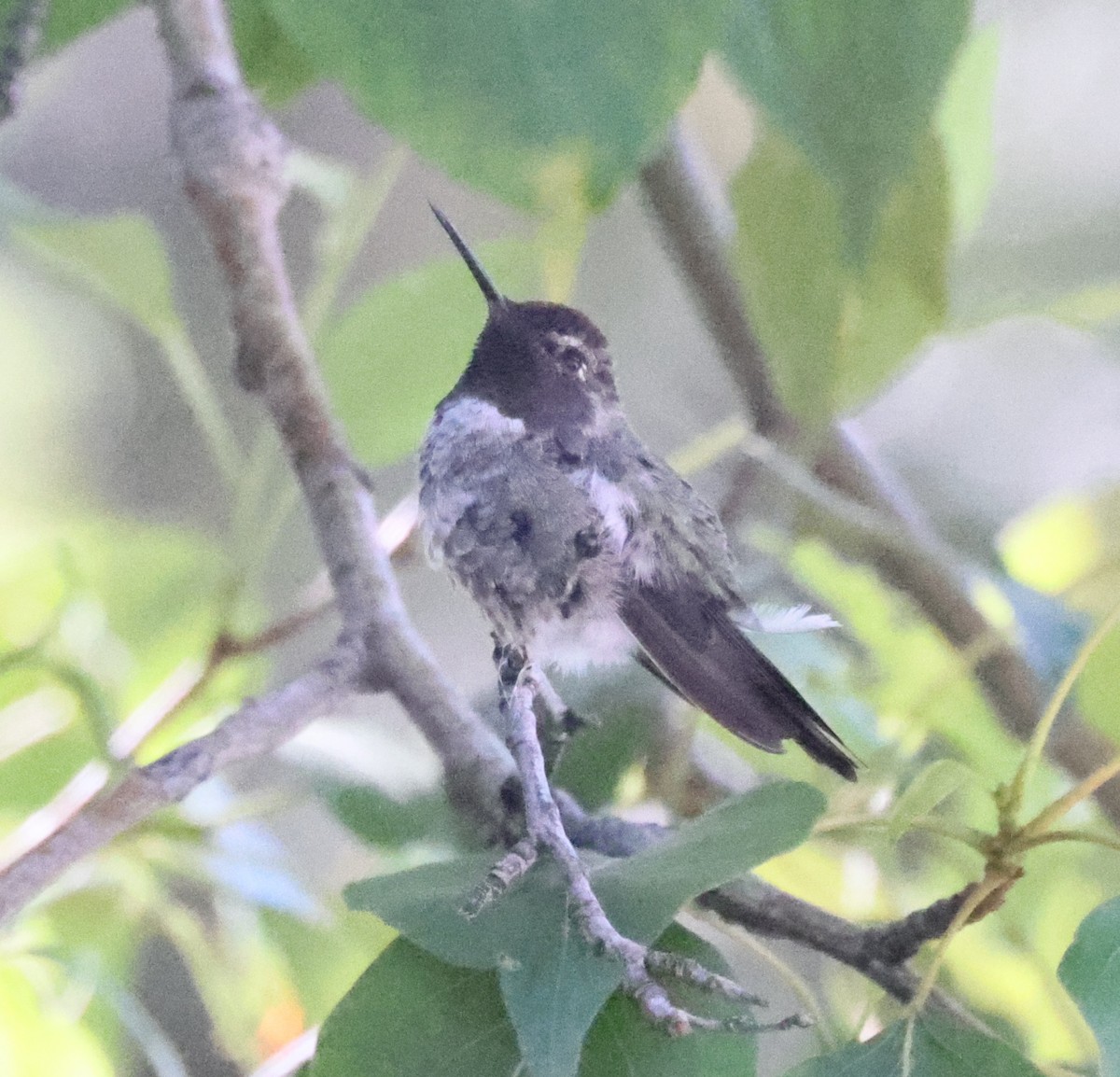 Black-chinned Hummingbird - ML621208757