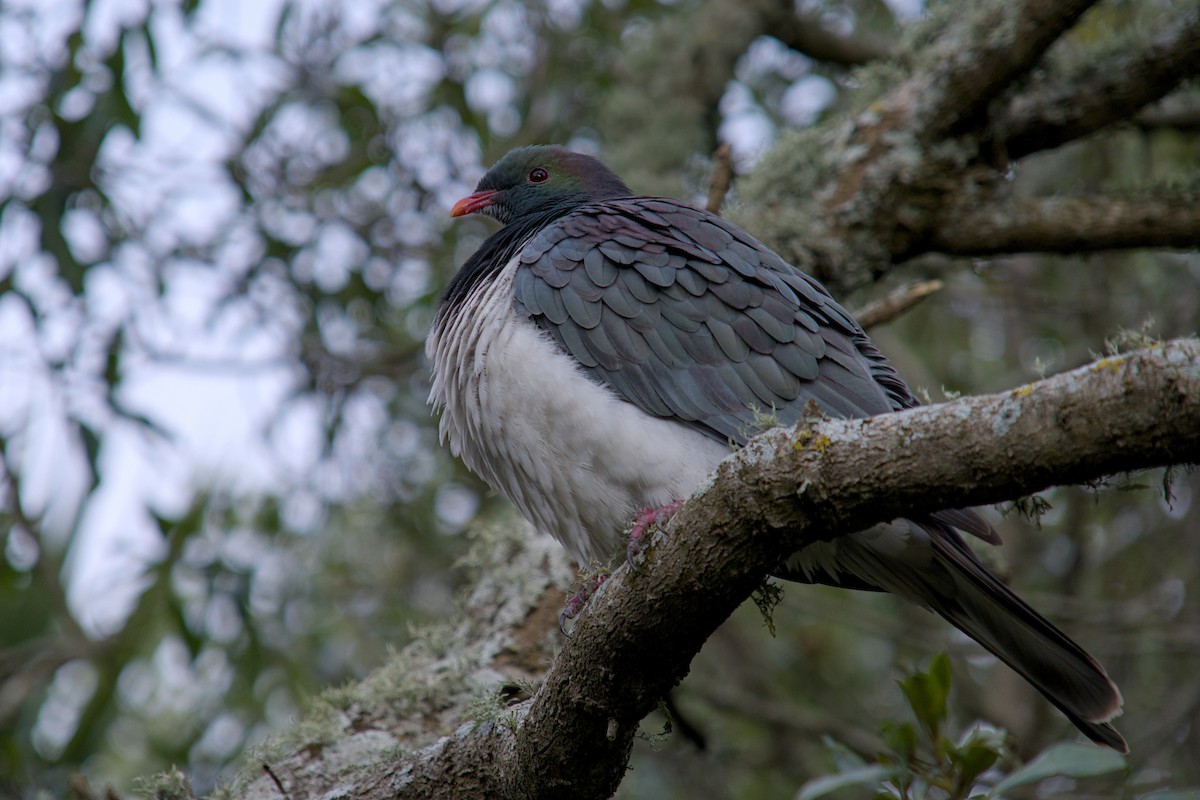 New Zealand Pigeon - ML621208765
