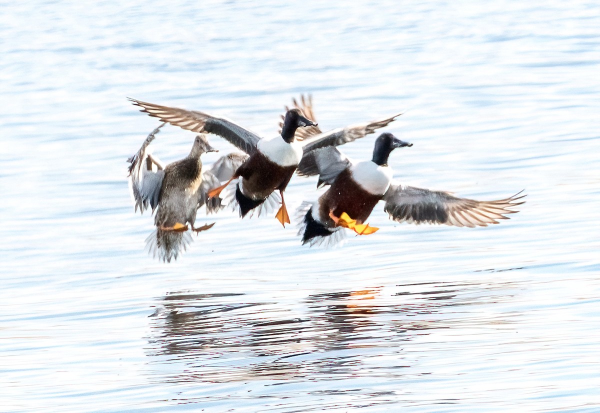 Northern Shoveler - ML621208834