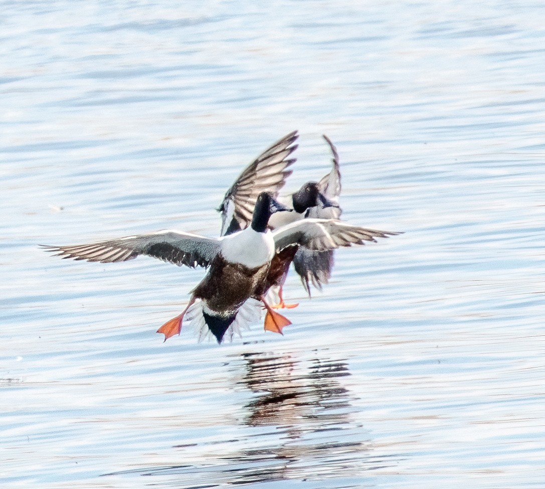 Northern Shoveler - ML621208835