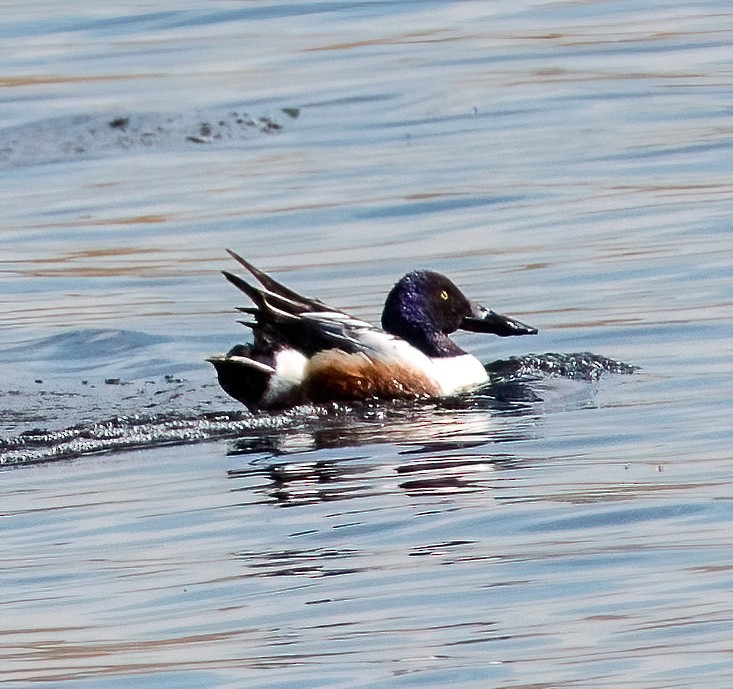 Northern Shoveler - ML621208836