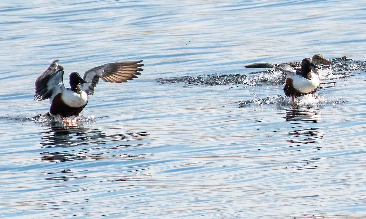 Northern Shoveler - ML621208837