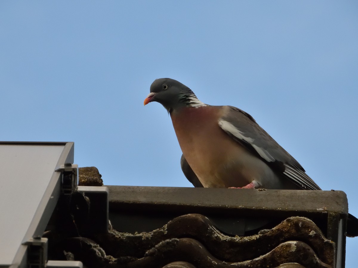 Common Wood-Pigeon - ML621208867