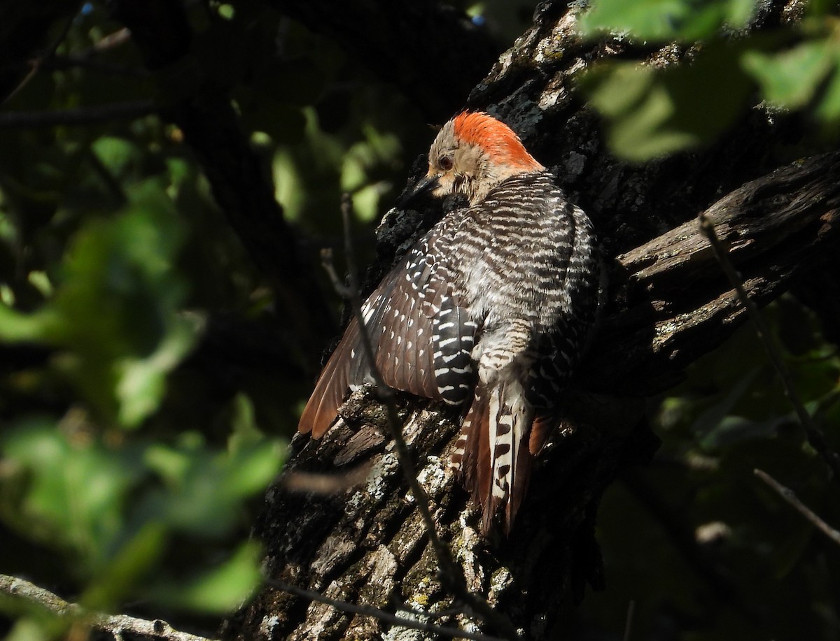 Red-bellied Woodpecker - ML621208895