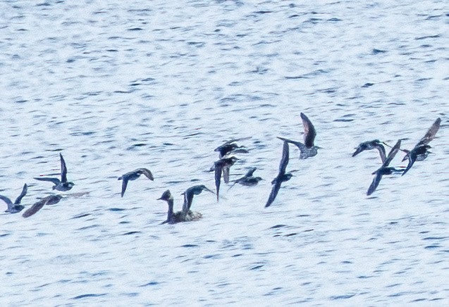 Wilson's Phalarope - ML621208897