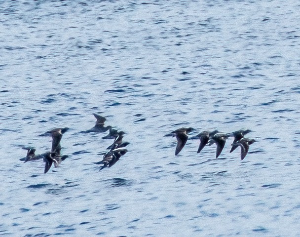 Phalarope de Wilson - ML621208900