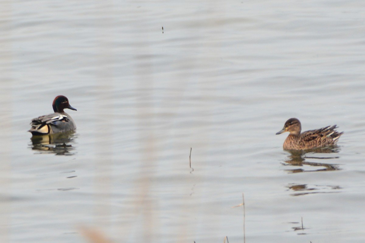 Green-winged Teal - ML621208940