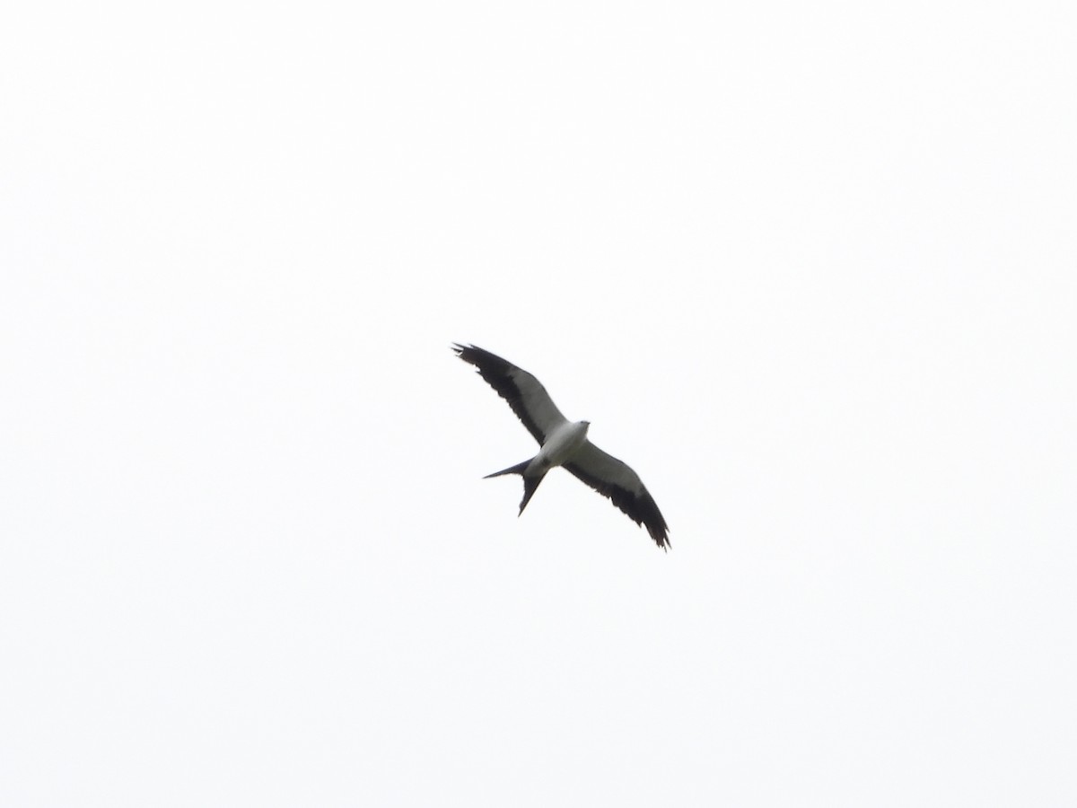 Swallow-tailed Kite - ML621208949