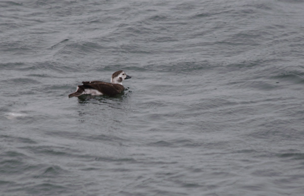 Long-tailed Duck - ML621208954