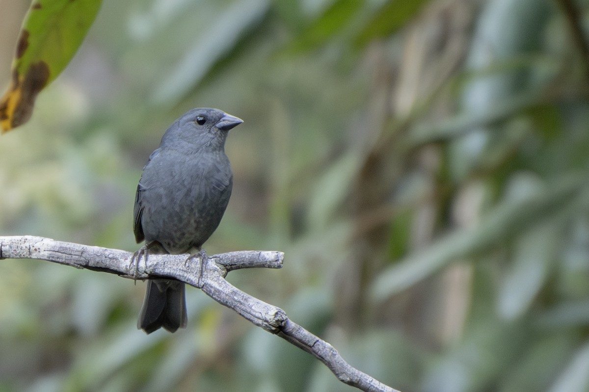 Uniform Finch - ML621208975