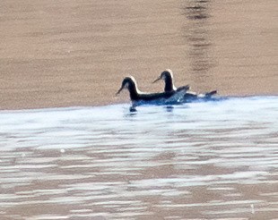 Wilson's Phalarope - ML621208985