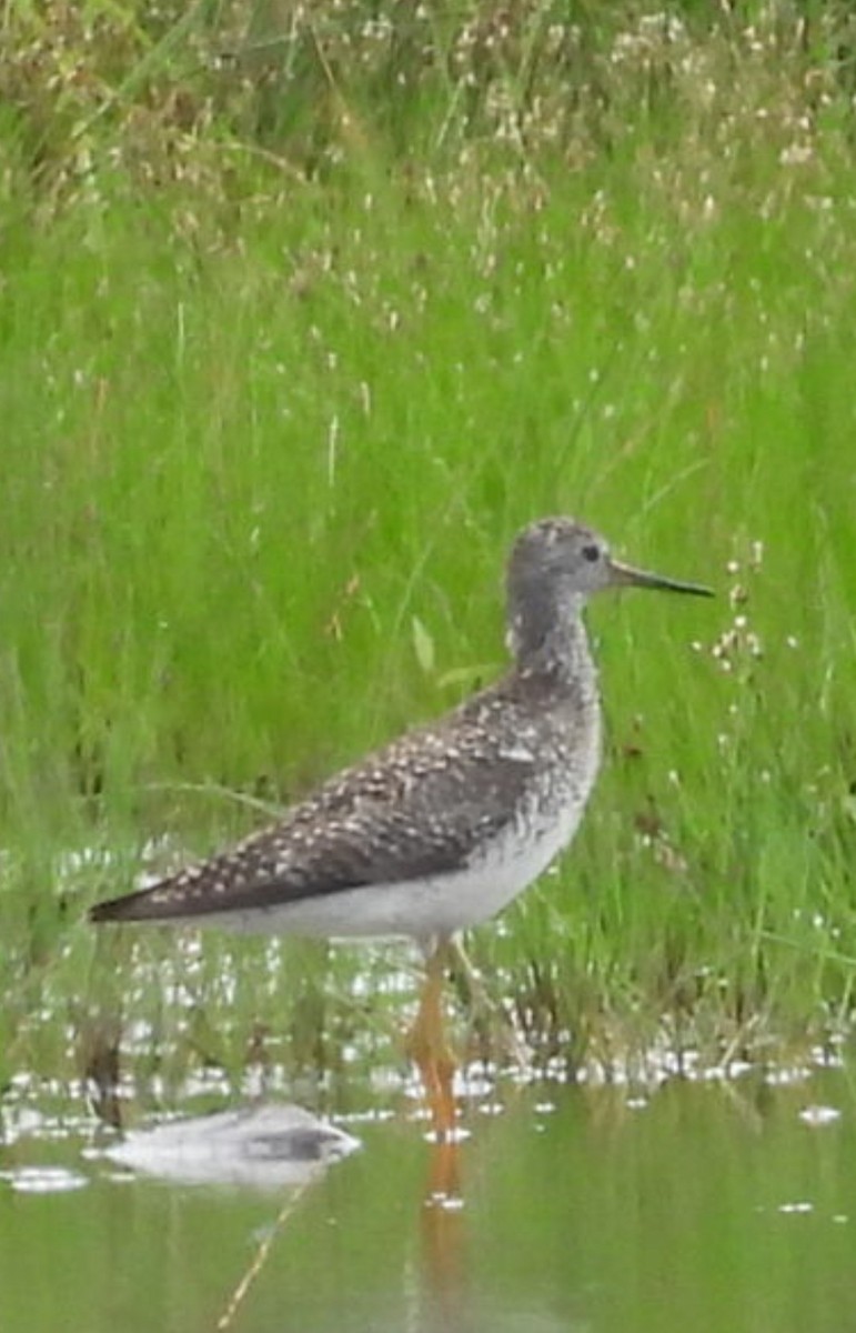 Lesser Yellowlegs - ML621208989