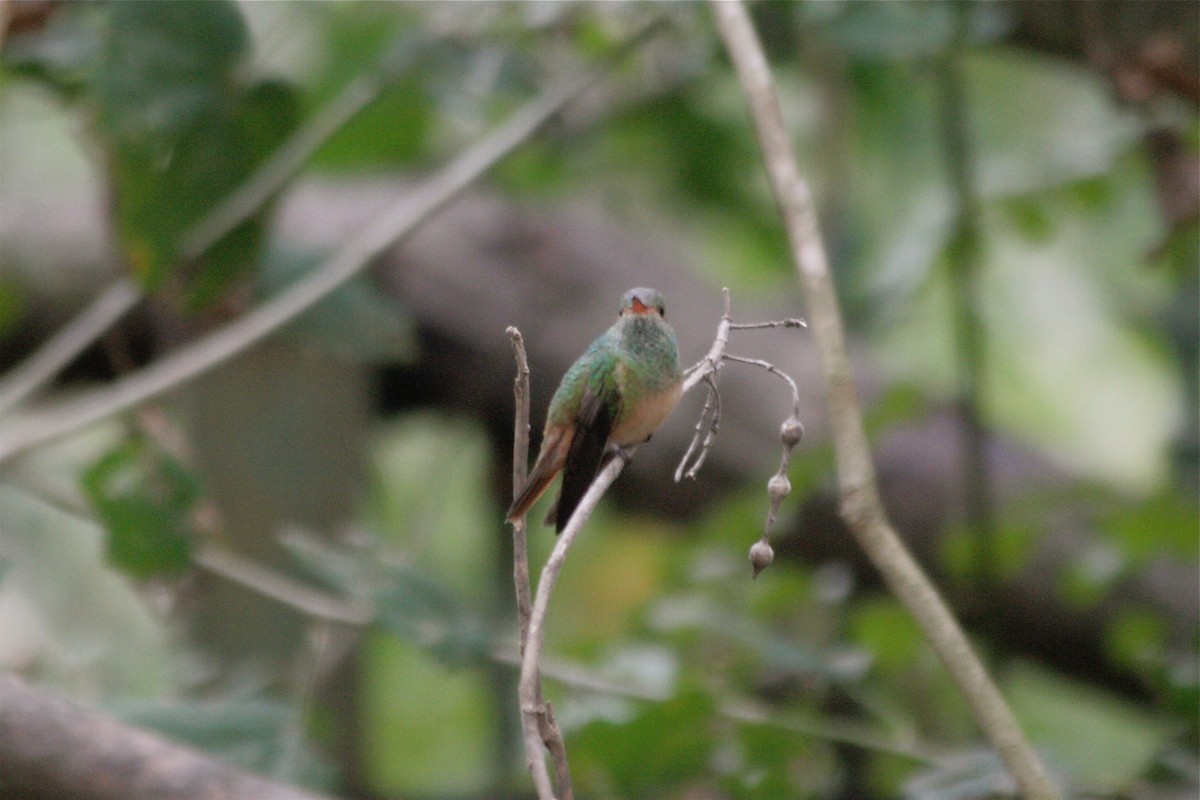 Buff-bellied Hummingbird - ML621208991