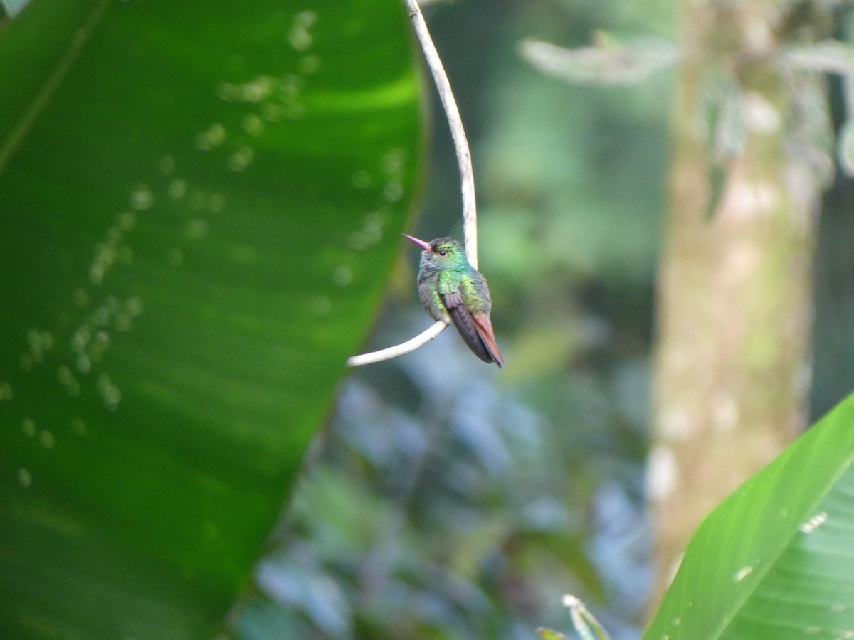 Rufous-tailed Hummingbird - ML621209000