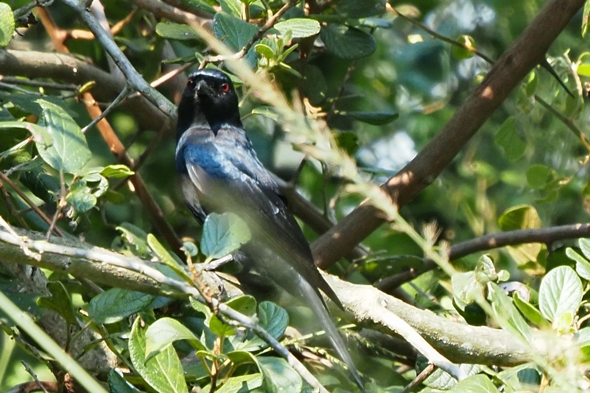 Fork-tailed Drongo - ML621209007
