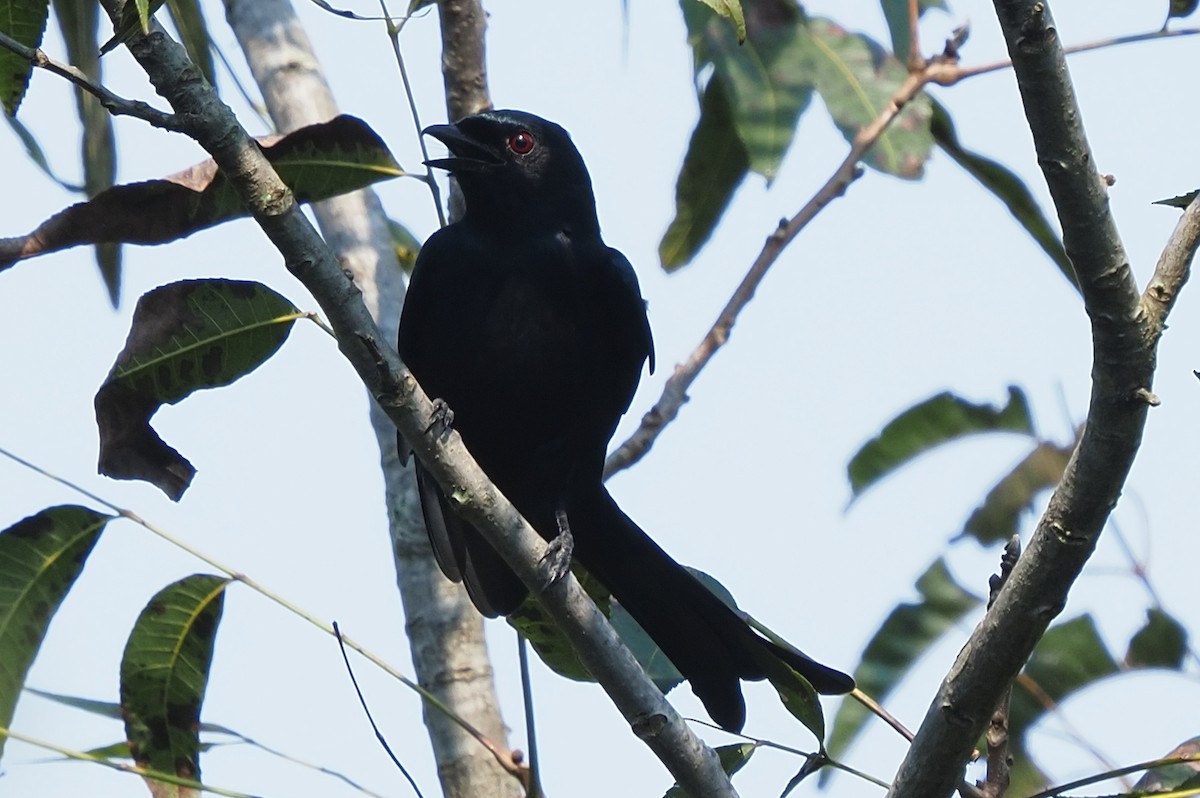 Fork-tailed Drongo - ML621209010