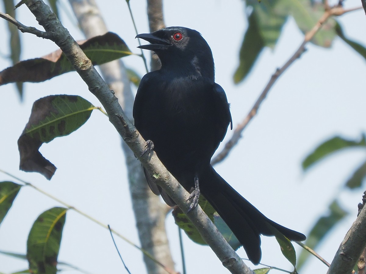 Fork-tailed Drongo - ML621209011
