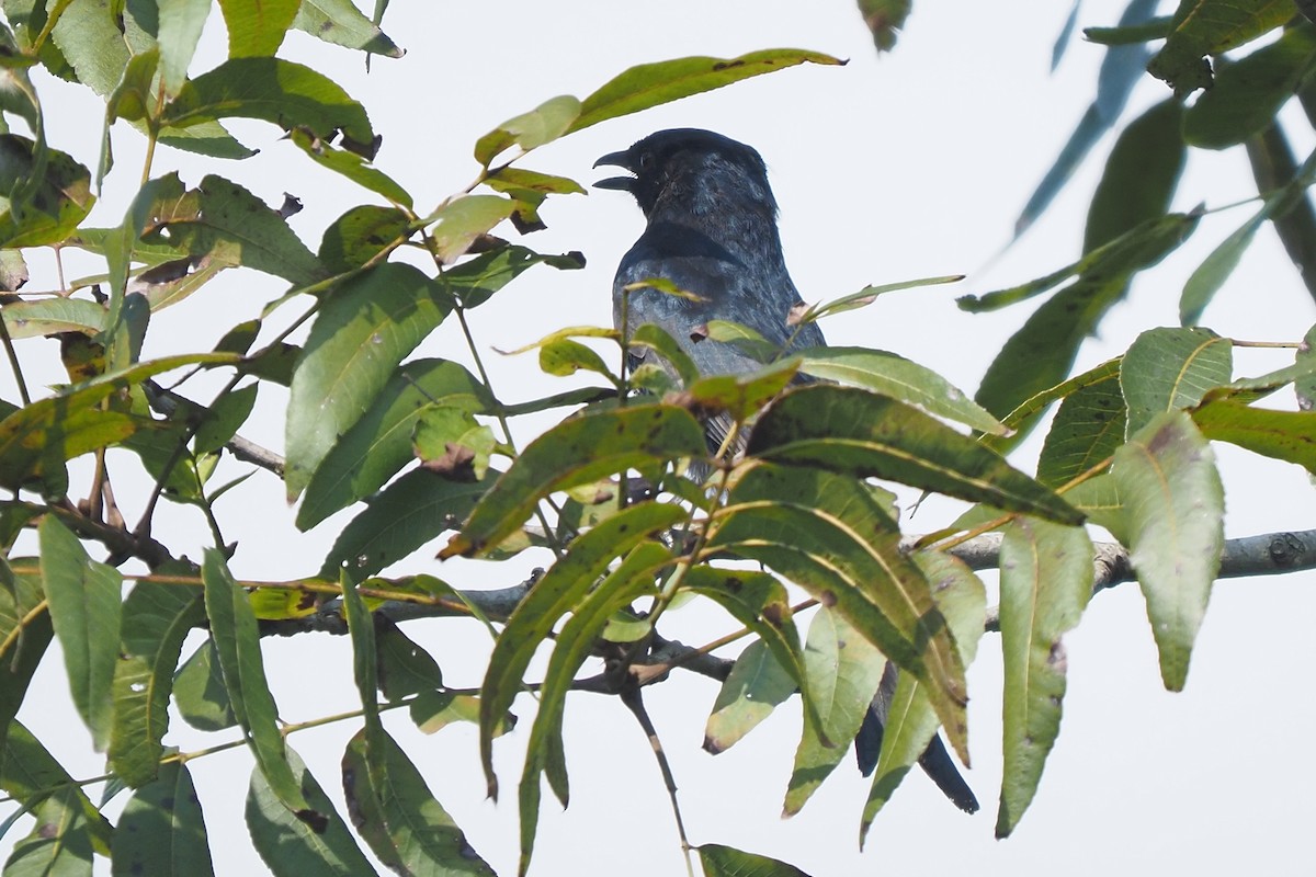 Fork-tailed Drongo - ML621209012