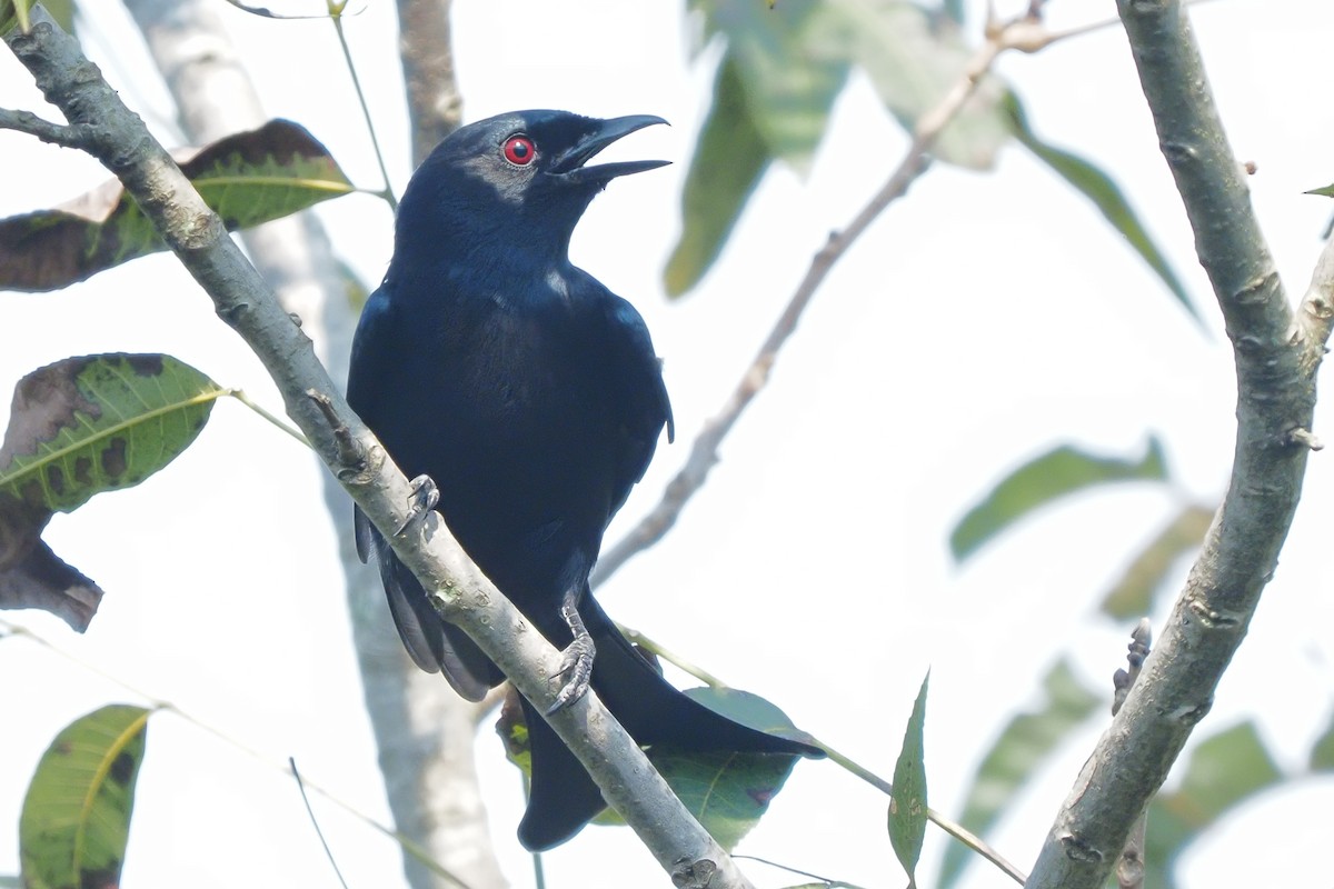 Fork-tailed Drongo - ML621209013