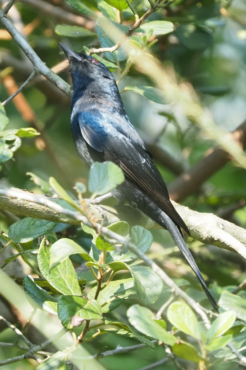 Fork-tailed Drongo - ML621209014