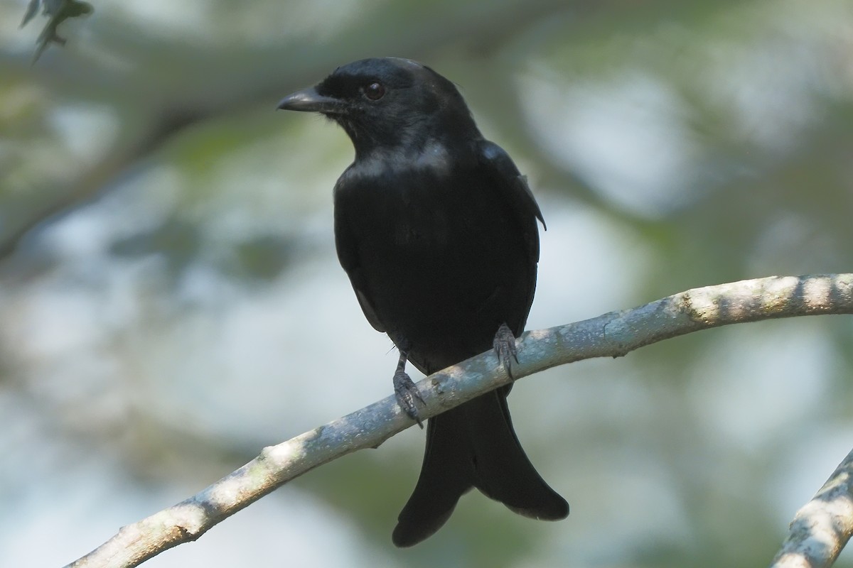 Fork-tailed Drongo - ML621209015