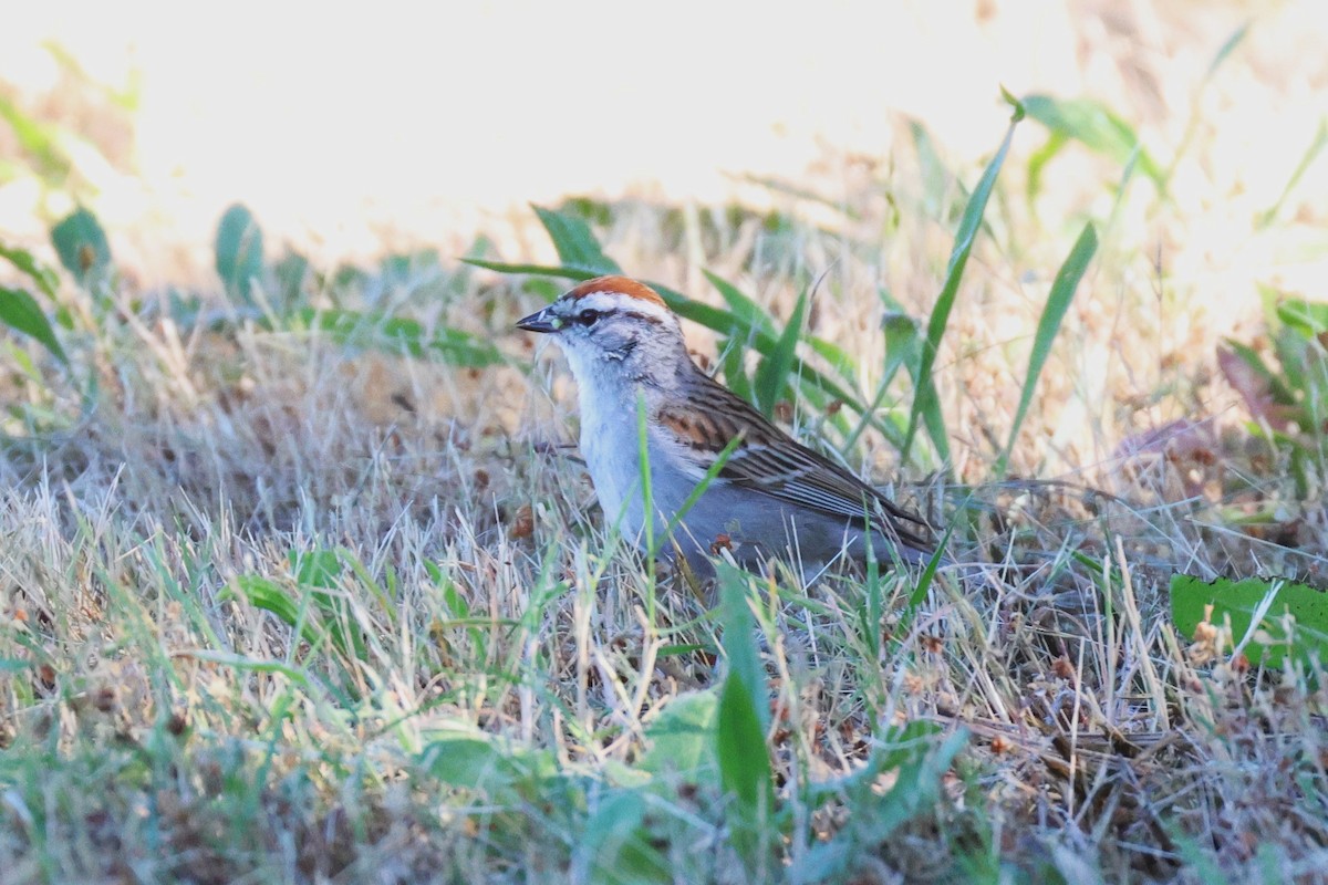 Chipping Sparrow - ML621209028