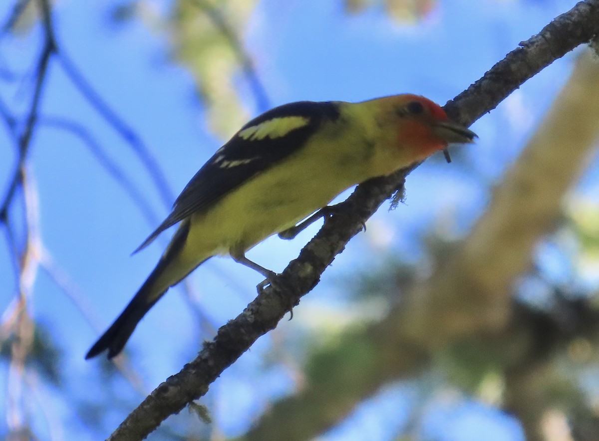 Western Tanager - ML621209029