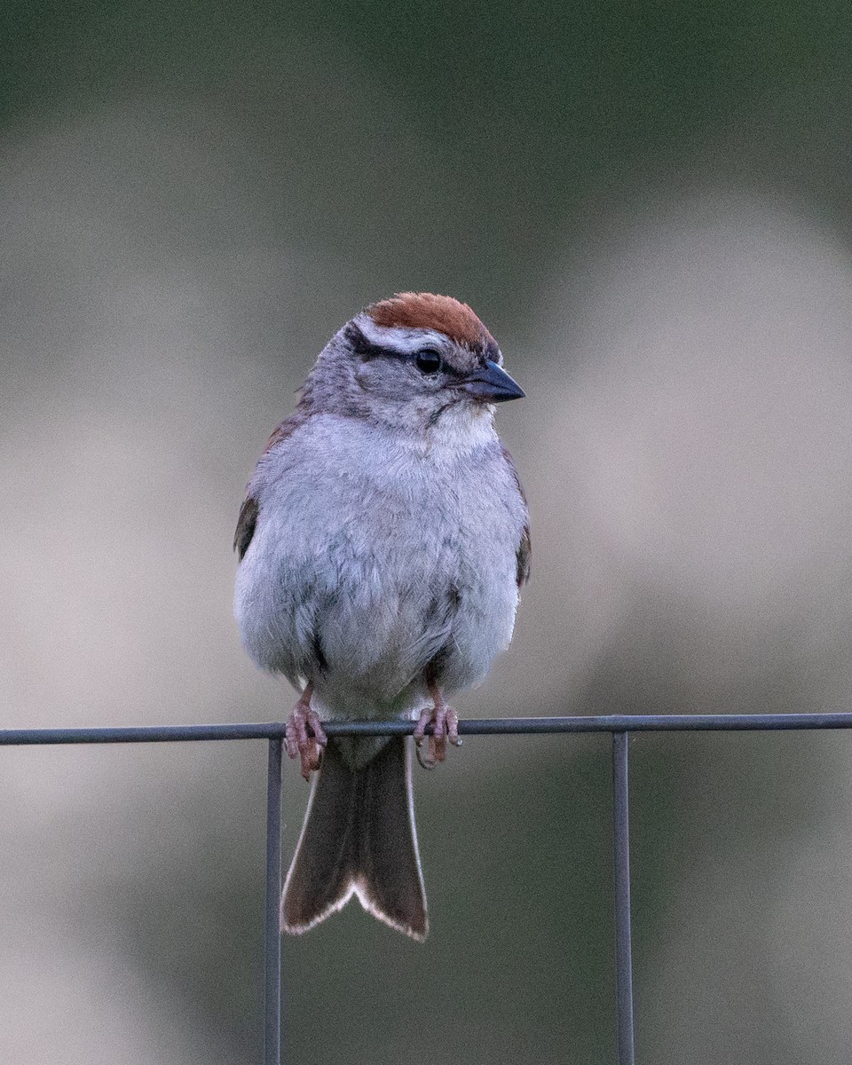 Chipping Sparrow - ML621209057