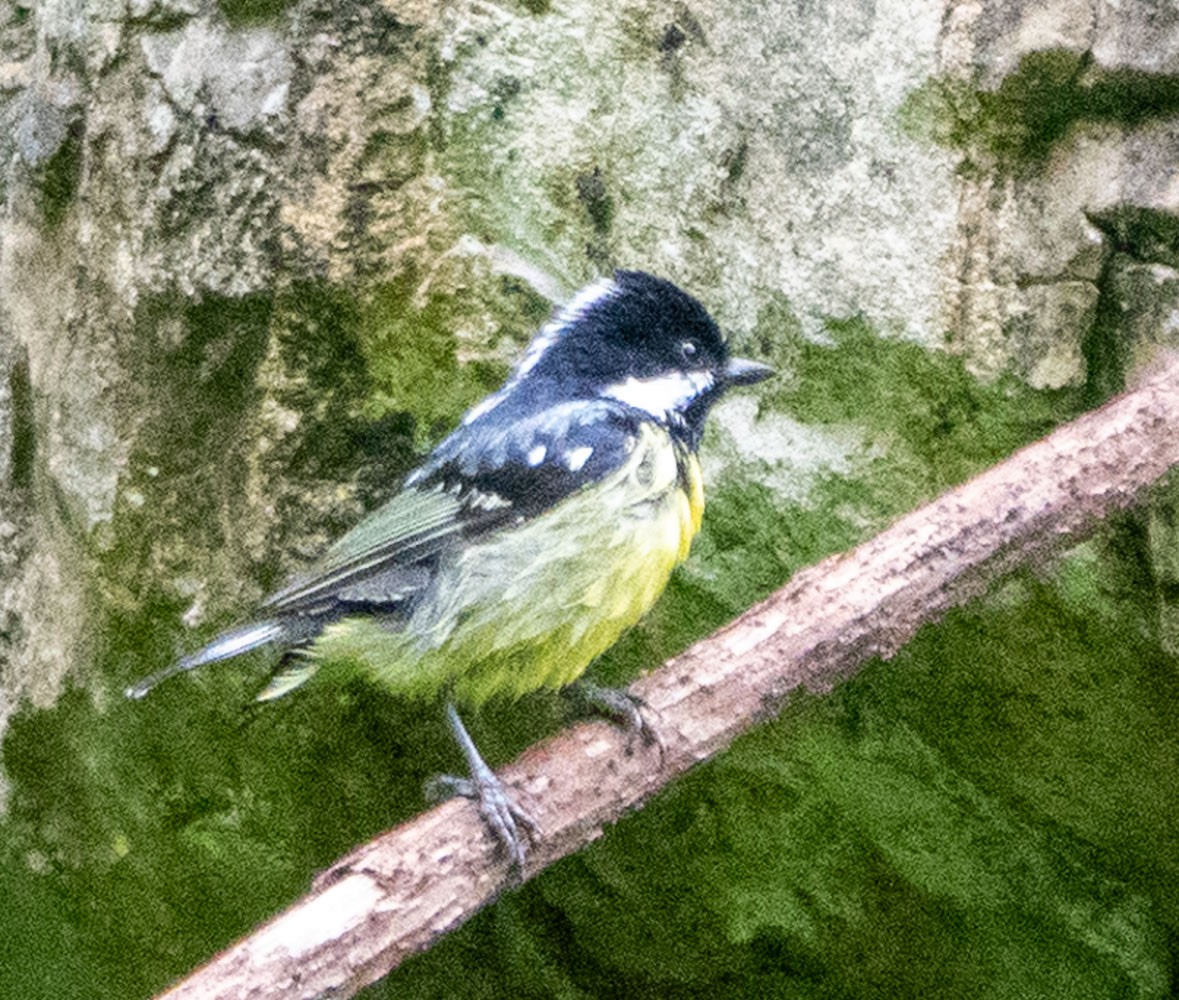 Yellow-bellied Tit - ML621209109