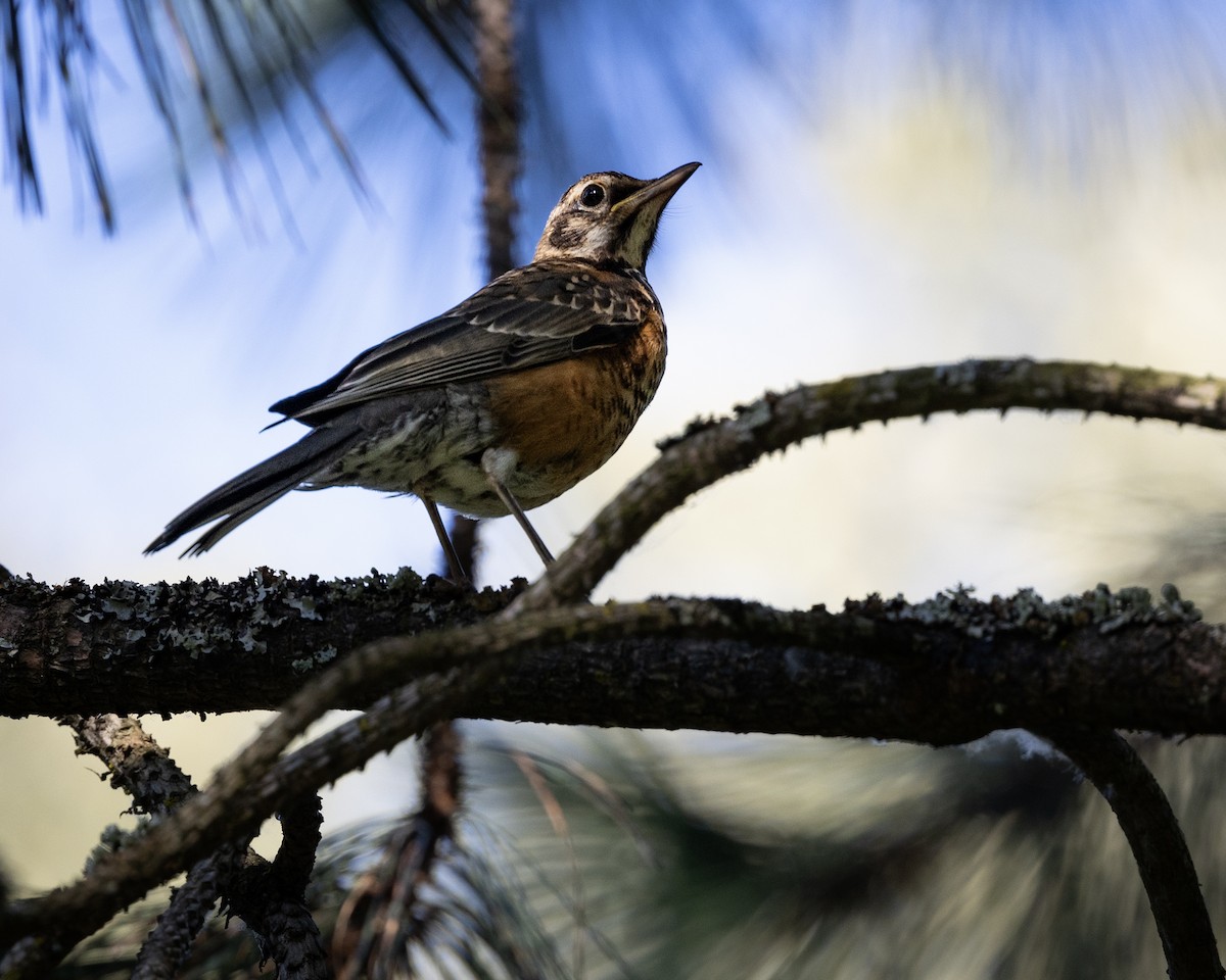 American Robin - ML621209133