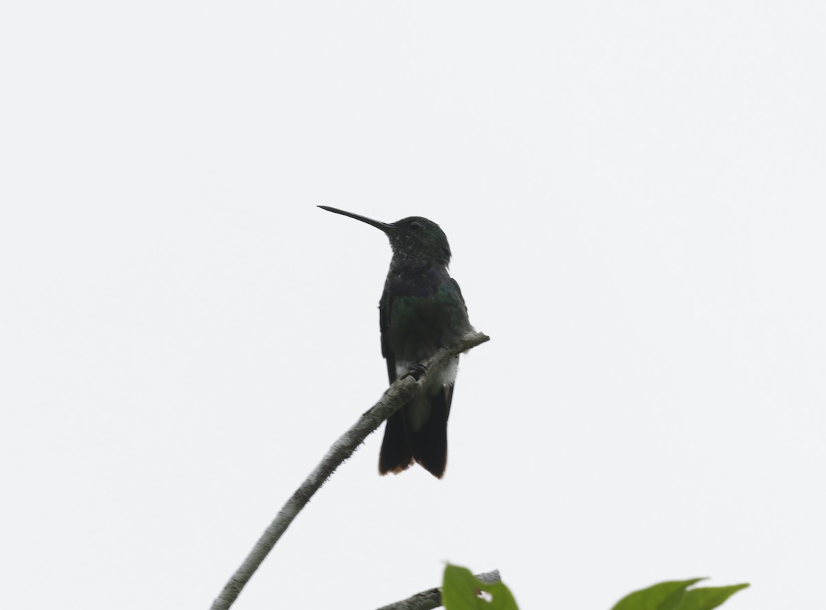 kolibřík západokolumbijský - ML621209137