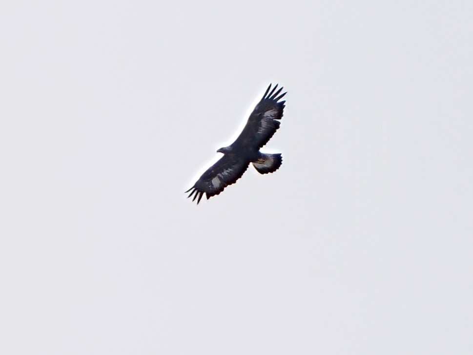 Golden Eagle - ML621209182