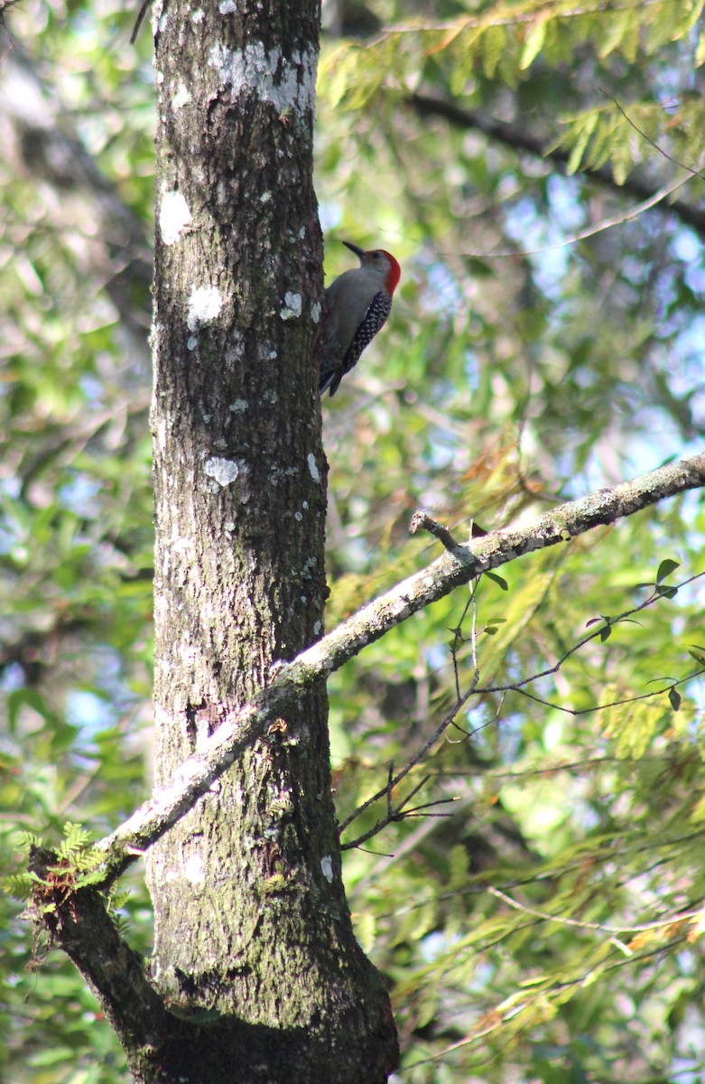 Red-bellied Woodpecker - ML621209200