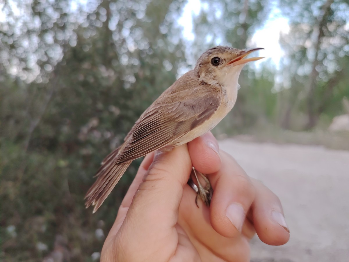 Common Reed Warbler - ML621209255