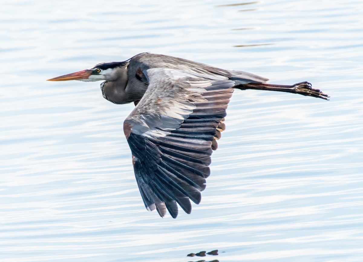 Great Blue Heron - ML621209278