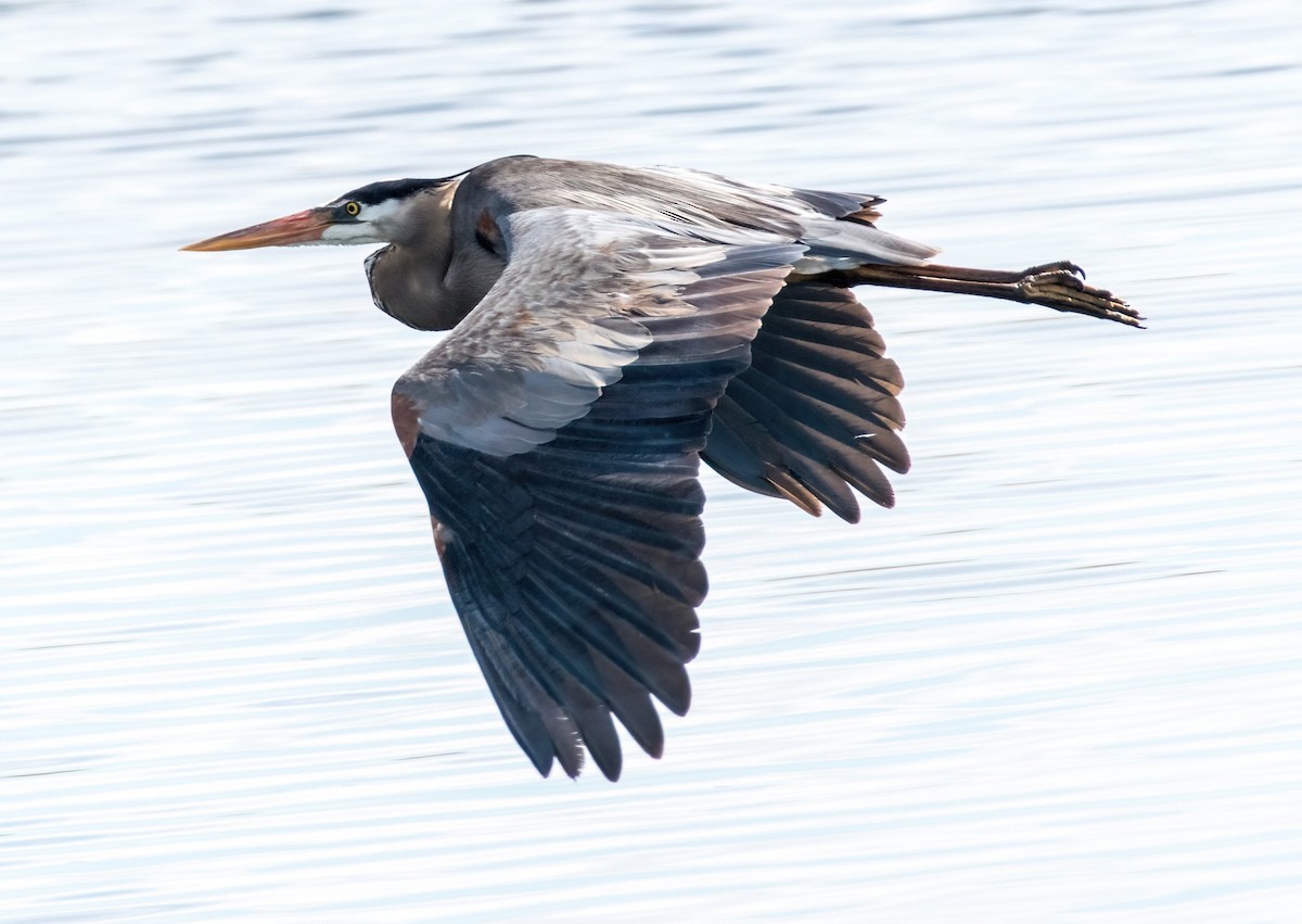 Great Blue Heron - ML621209279