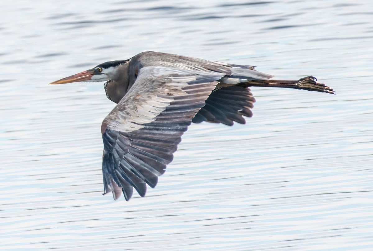 Great Blue Heron - ML621209280