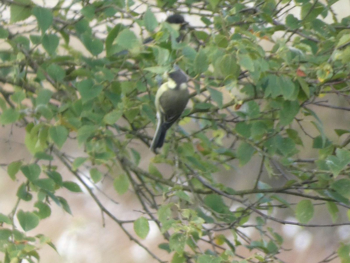 Great Tit - ML621209305