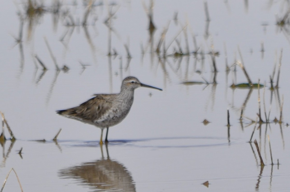 Stilt Sandpiper - ML621209322