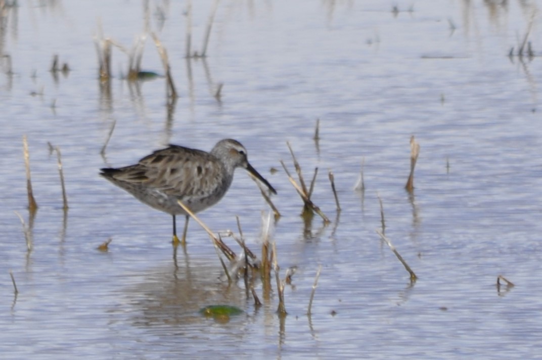 Stilt Sandpiper - ML621209327