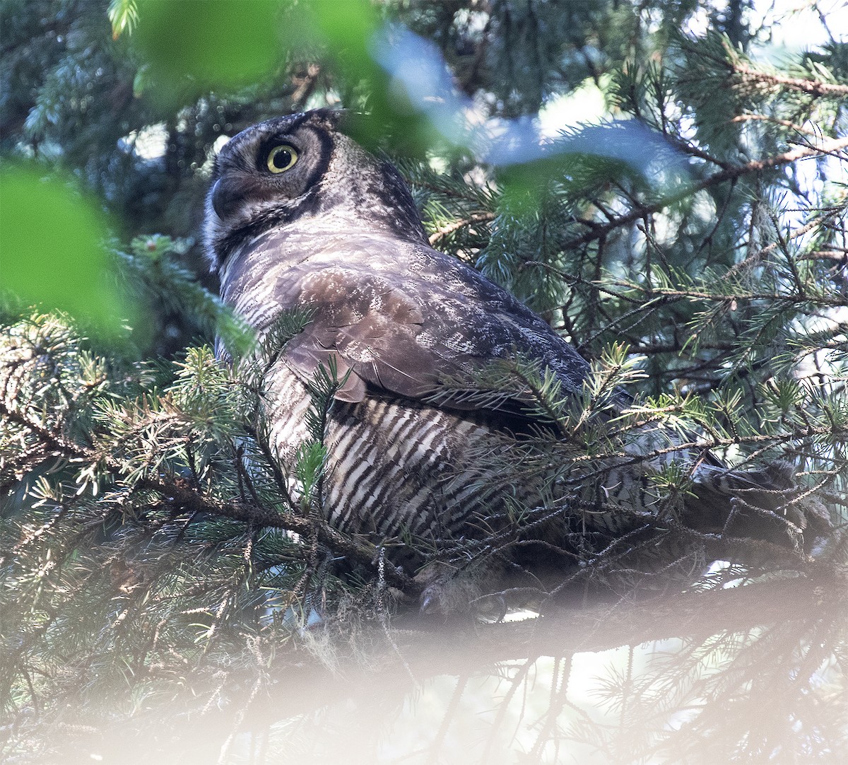 Great Horned Owl - Gary Rosenberg