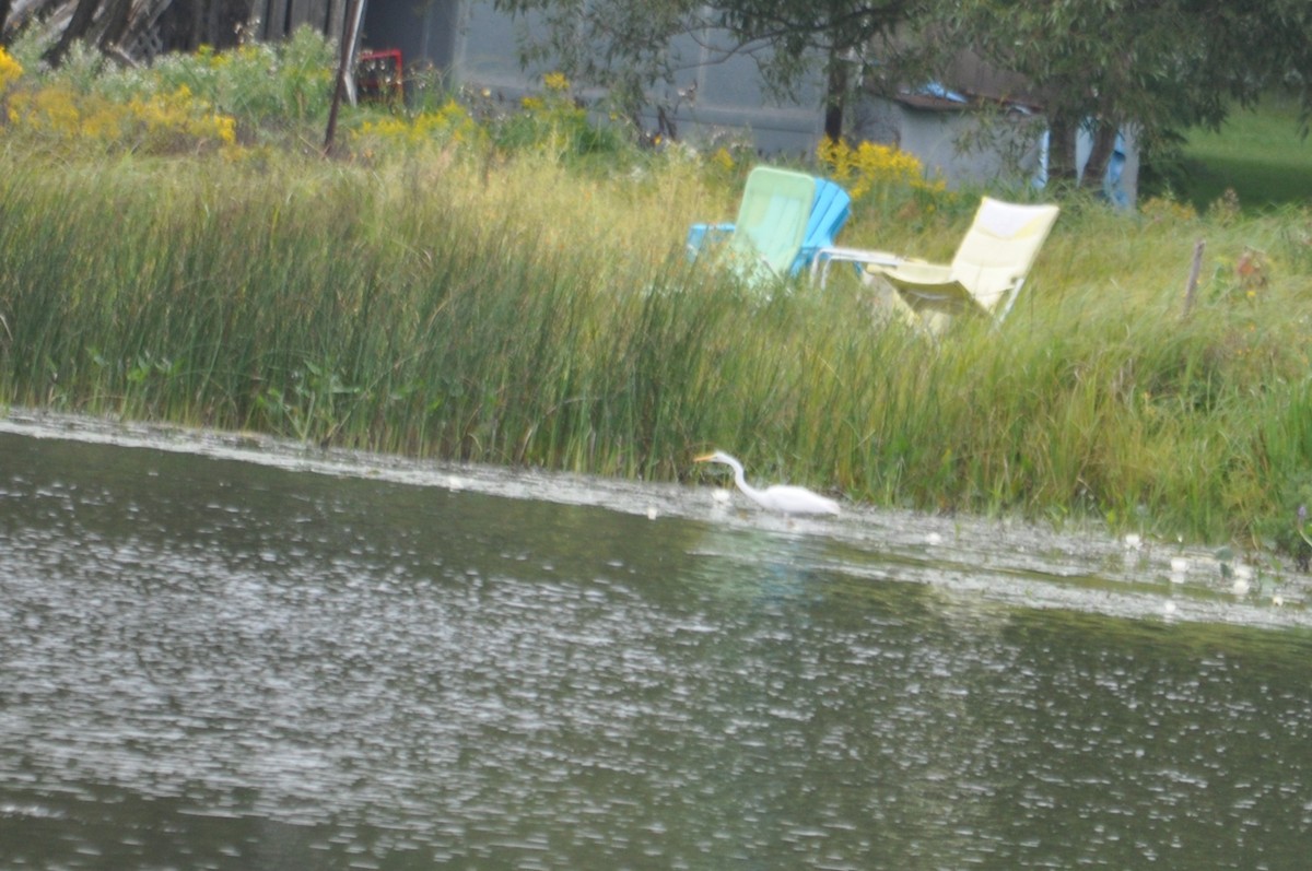 Great Egret - ML621209343