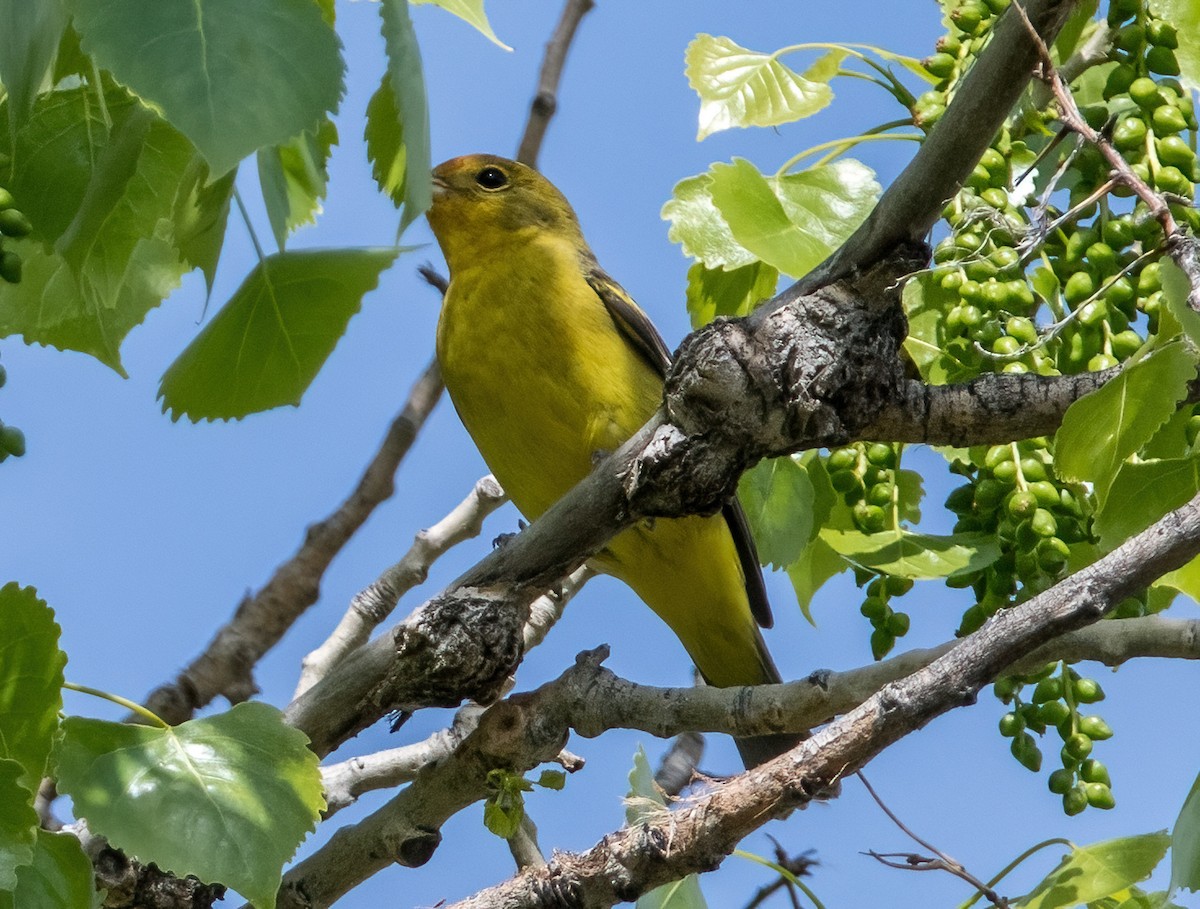 Western Tanager - ML621209357